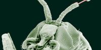 A black fly imaged by an electron microscope is as monstrous as any science-fiction creature.