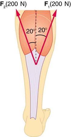 <b>Figure 4.40</b> Two muscles pull upward on the Achilles tendon.