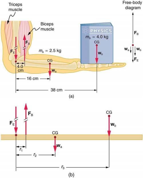 Solved Biceps Radius riceps Ulna Humerus Both the biceps