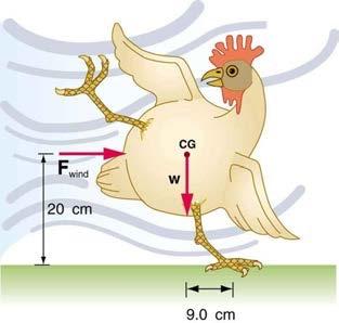 <b>Figure 9.34</b> A chicken being blown by the wind.