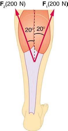 Forces and Torques in Muscles and Joints