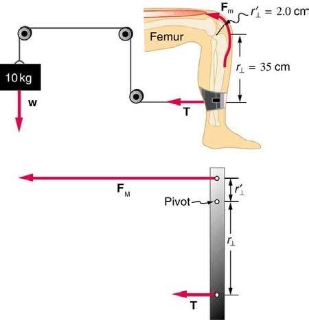 <b>Figure 9.40</b> A mass is connected by pulleys and wires to the ankle in this exercise device.