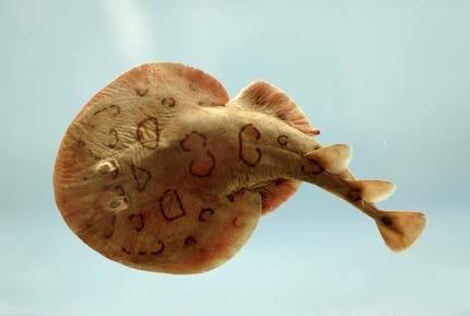 <b>Figure 19.38</b> Lesser electric ray (Narcine bancroftii) (credit: National Oceanic and Atmospheric Administration, NOAA's Fisheries Collection).