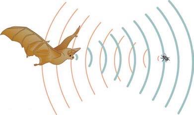 <b>Figure 17.9</b> A bat uses sound echoes to find its way about and to catch prey. The time for the echo to return is directly proportional to the distance.