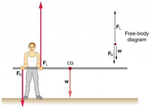 Forces and Torques in Muscles and Joints