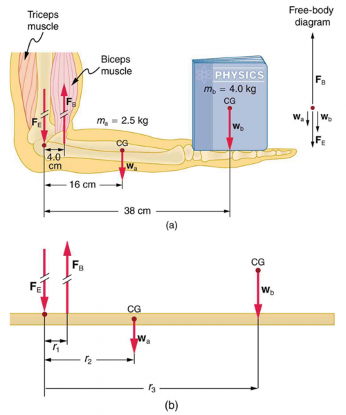 <b>Figure 9.26</b> The bicep muscle supports the elbow joint, weight of the horizontal arm and a book in the hand.