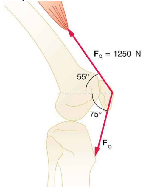 <b>Figure 9.37</b> The knee joint works like a hinge to bend and straighten the lower leg. It permits a person to sit, stand, and pivot.