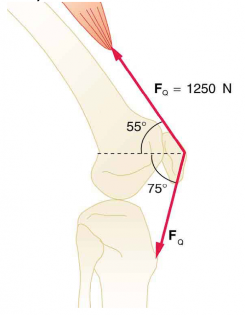 Solved As shown in the figure below, the upper leg muscle