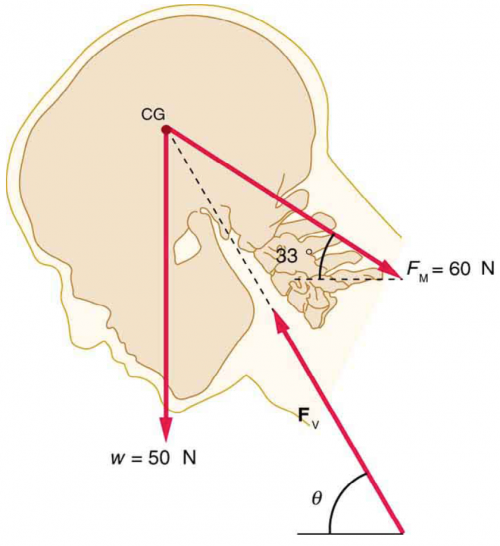 <b>Figure 9.39</b> The upper vertebrae supports the tilted head.