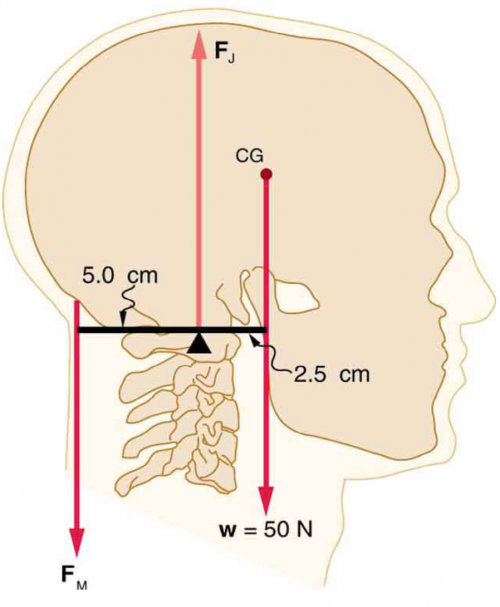 <b>Figure 9.40</b> The center of mass of the head lies in front of its major point of support, requiring muscle action to hold the head erect. A simplified lever system is shown.