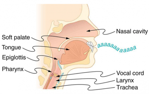 <b>Figure 17.29</b> The throat and mouth form an air column closed at one end that resonates in response to vibrations in the voice box. The spectrum of overtones and their intensities vary with mouth shaping and tongue position to form different sounds. The voice box can be replaced with a mechanical vibrator, and understandable speech is still possible. Variations in basic shapes make different voices recognizable.