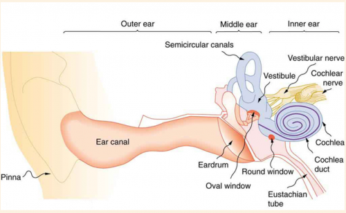 <b>Figure 17.38</b> The illustration shows the gross anatomy of the human ear.